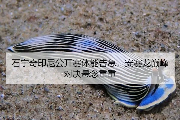shi-yu-qi-yin-ni-gong-kai-sai-ti-neng-gao-ji-an-sai-long-dian-feng-dui-jue-xuan-nian-chong-chong-3-883.jpg