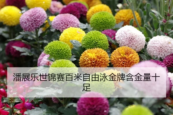 潘展乐世锦赛百米自由泳金牌含金量十足